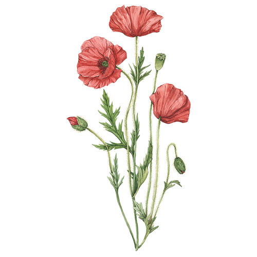 Ilustración botánica de amapolas rojas